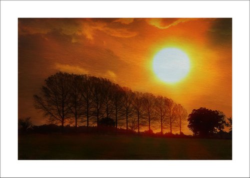 Sunset & Trees by Martin  Fry