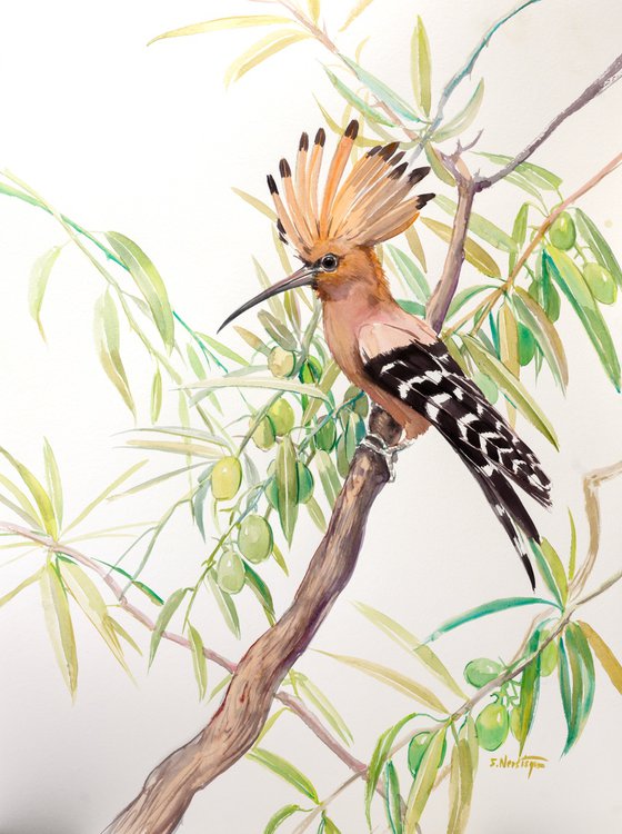 Hoopoe and Olive Tree