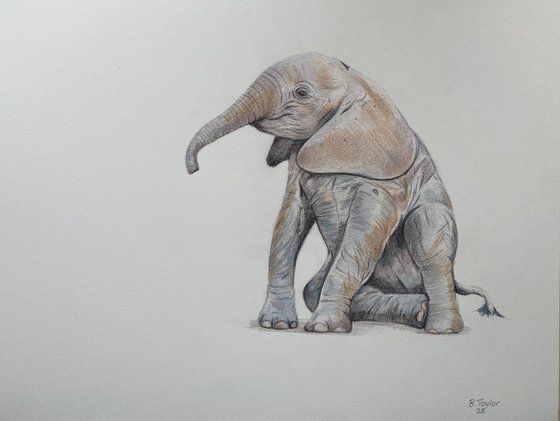The little one. Elephant drawing