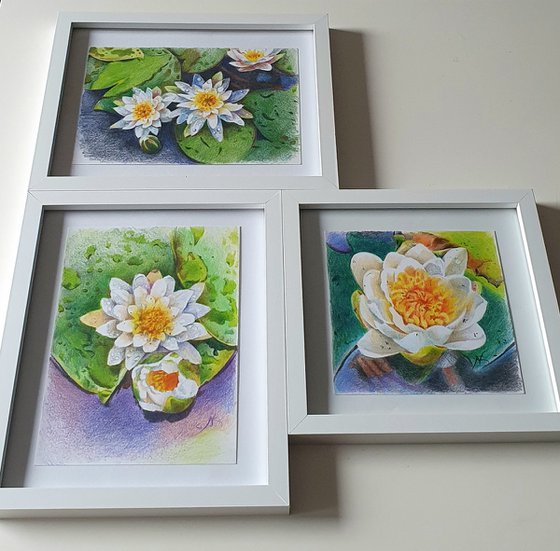 Waterlily floral