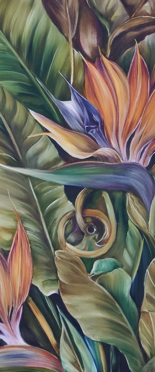 Strelitzia by Olga Van Dine