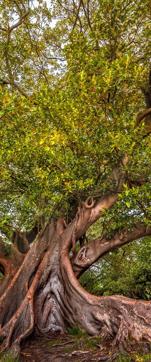 Verdant Majesty by Nick Psomiadis