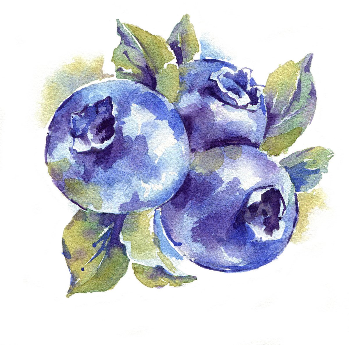 Blueberry from the series of watercolor illustrations Berries by Ksenia Selianko