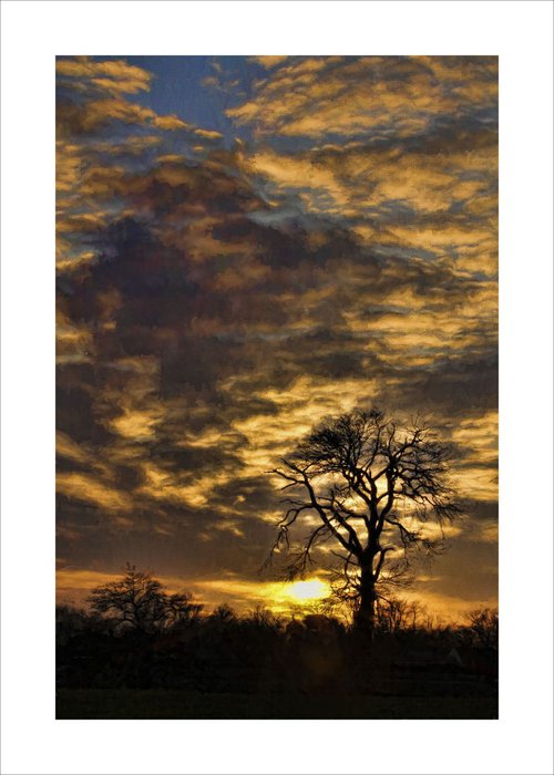 Sunset and Tree by Martin  Fry
