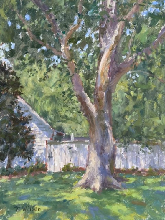 Summer Tree
