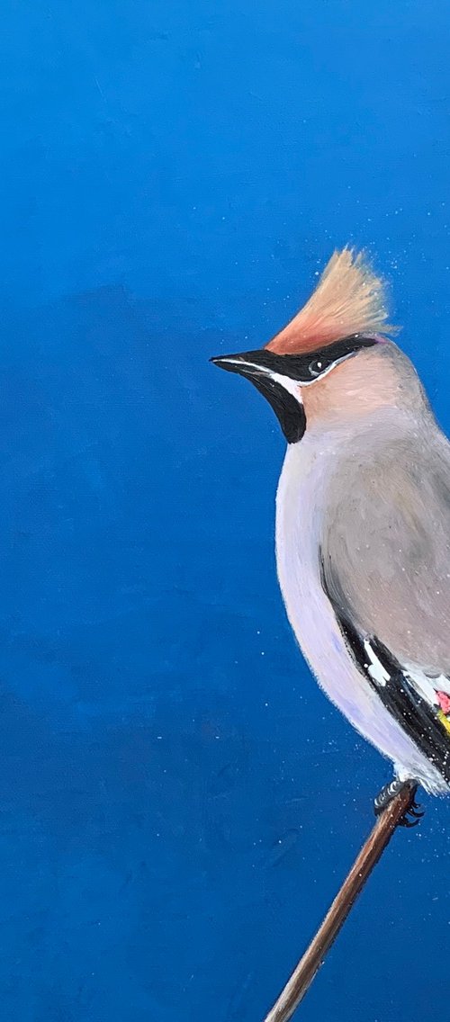 Bohemian waxwing by Laure Bury