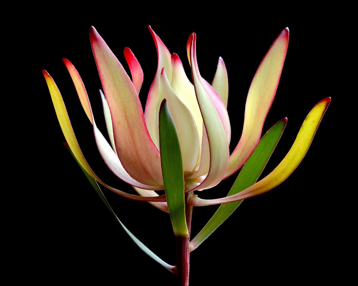 Still Life Photograph By Nadia Culph, 30 X 24", Leucadendron Maui Sunset, Original Artwork