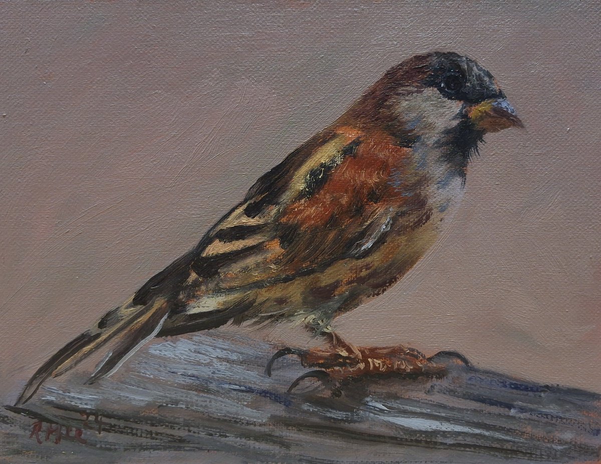 Impressionistic Animal Oil Painting By Robert Mee, 8 X 6", Sparrow, Original Artwork