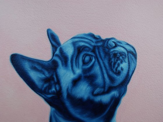 Blue Frenchie study on paper