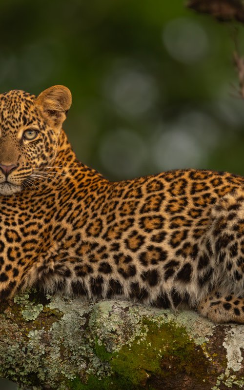 Olympia by Nick Dale