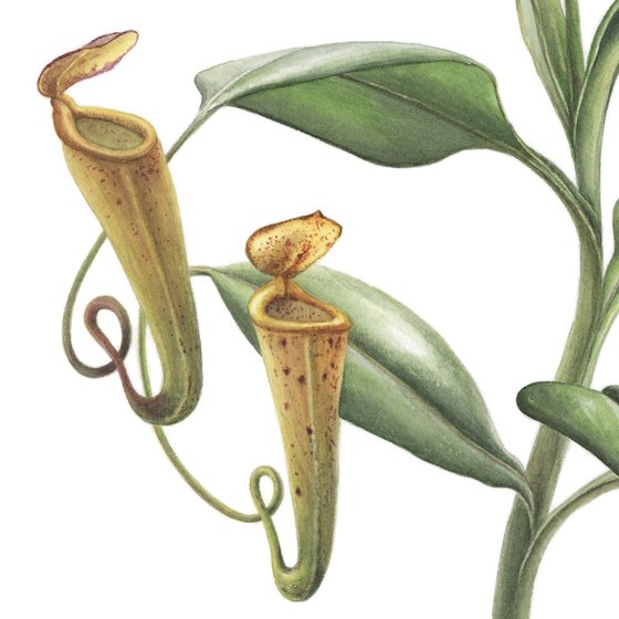 Nepenthes Madagascariensis