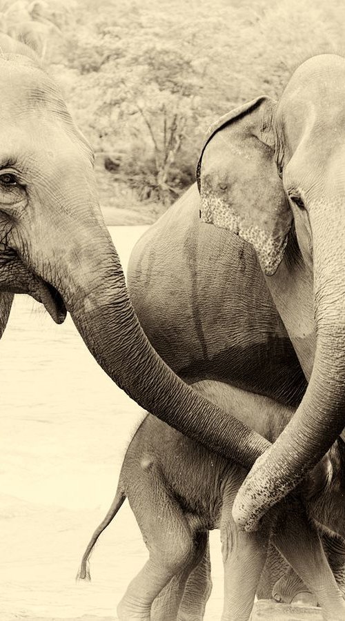 RIVER ELEPHANTS 3. by Andrew Lever