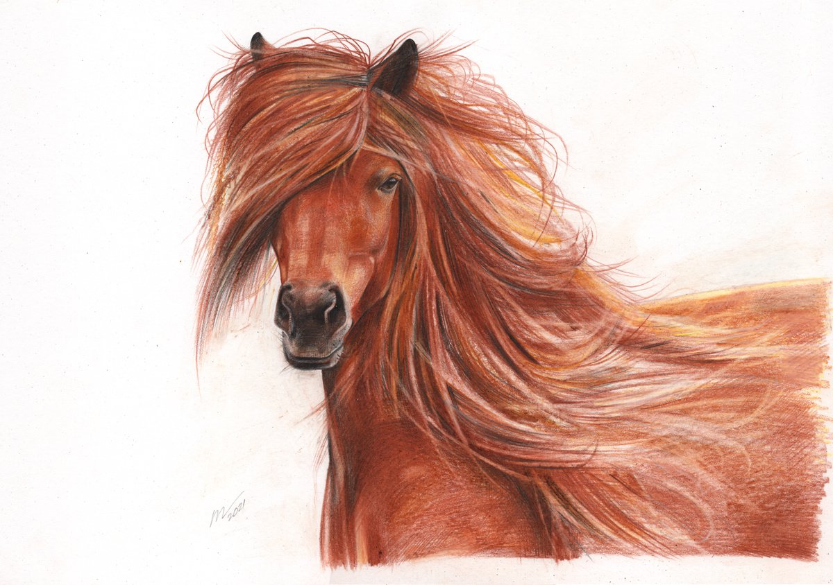 Photorealistic Animal Pencil Drawing By Daria Maier, 13 X 9, Horse In The Wind, Original Artwork