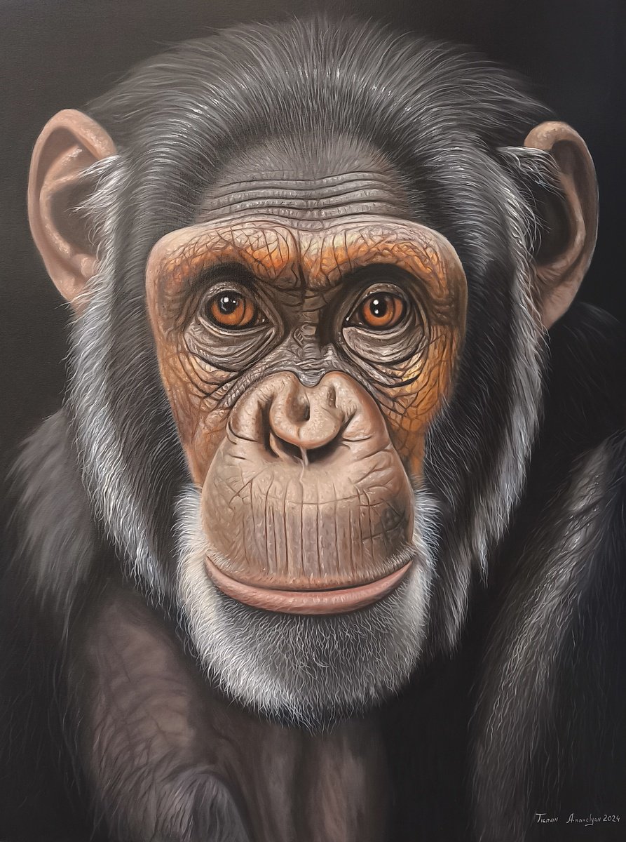 Photorealistic Animal Oil Painting By Tigran Araqelyan, 35 X 47", The Gaze Of Chimpanzee, Original Artwork