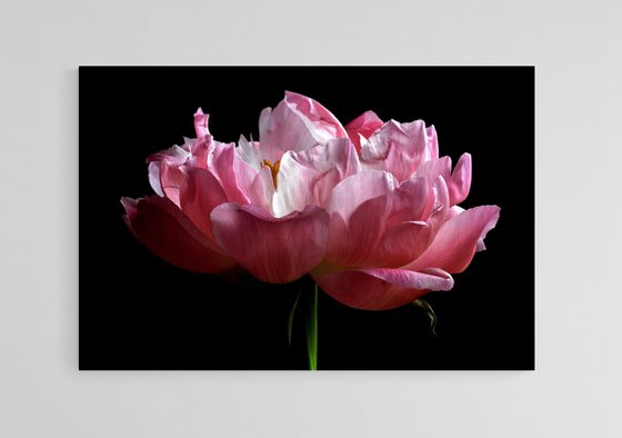 Peony in Pink
