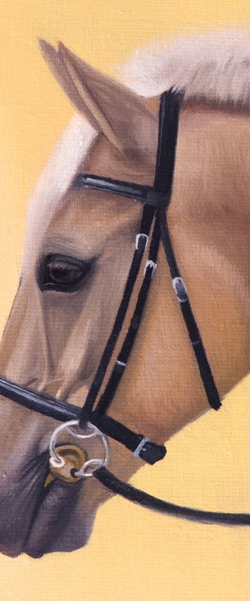 Horse Portrait 66 by Anastasia Parfilo