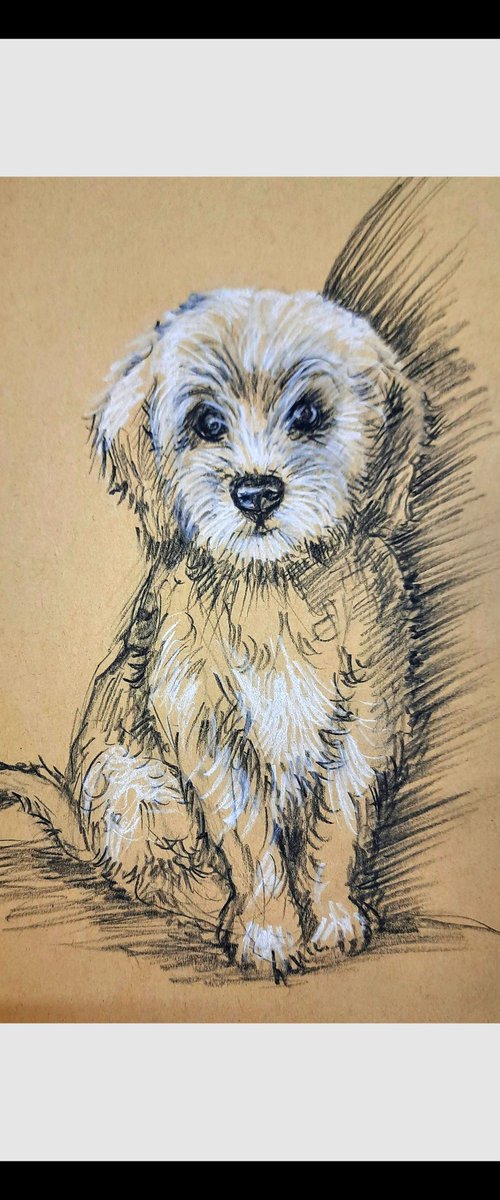 Cute puppy sketch by Asha Shenoy