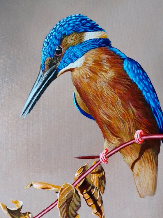 Kingfisher 2