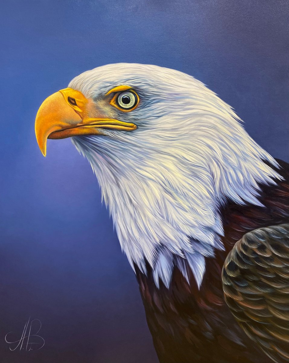 Bald eagle by Sergei Miqaielyan