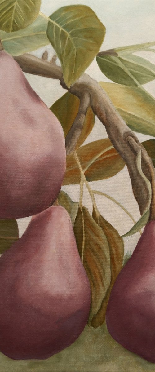 Max Red Bartlett Pears by Angeles M. Pomata