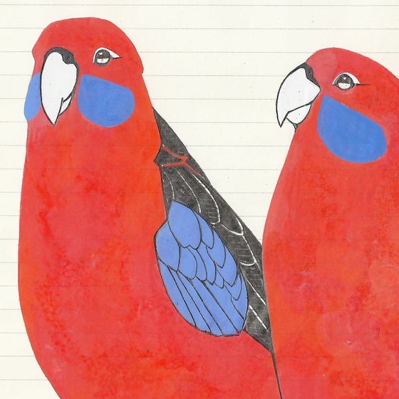 Birds of Oceania: Crimson Rosella