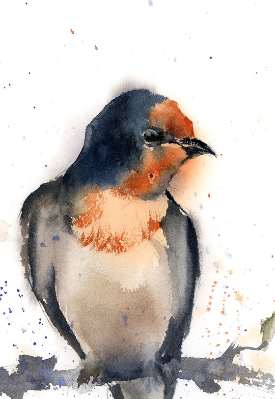 Barn Swallow