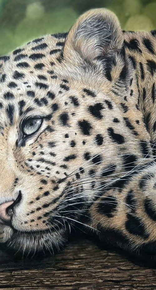 DAYDREAMING - leopard portrait by Silvia Frei