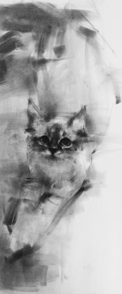 Portrait of a cat by Tianyin Wang