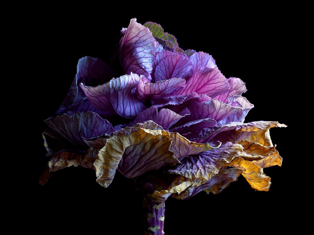 Botanical Photograph By Nadia Culph, 31 X 24", Kale In Decay, Original Artwork