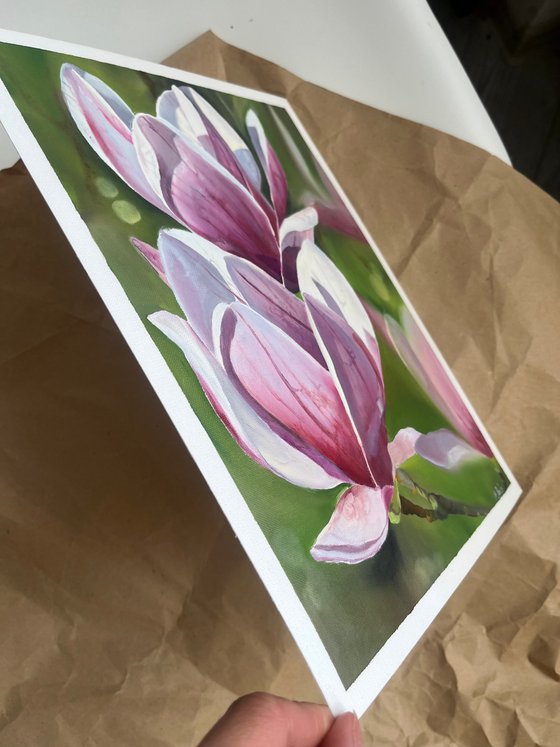 Magnolia flowers 2