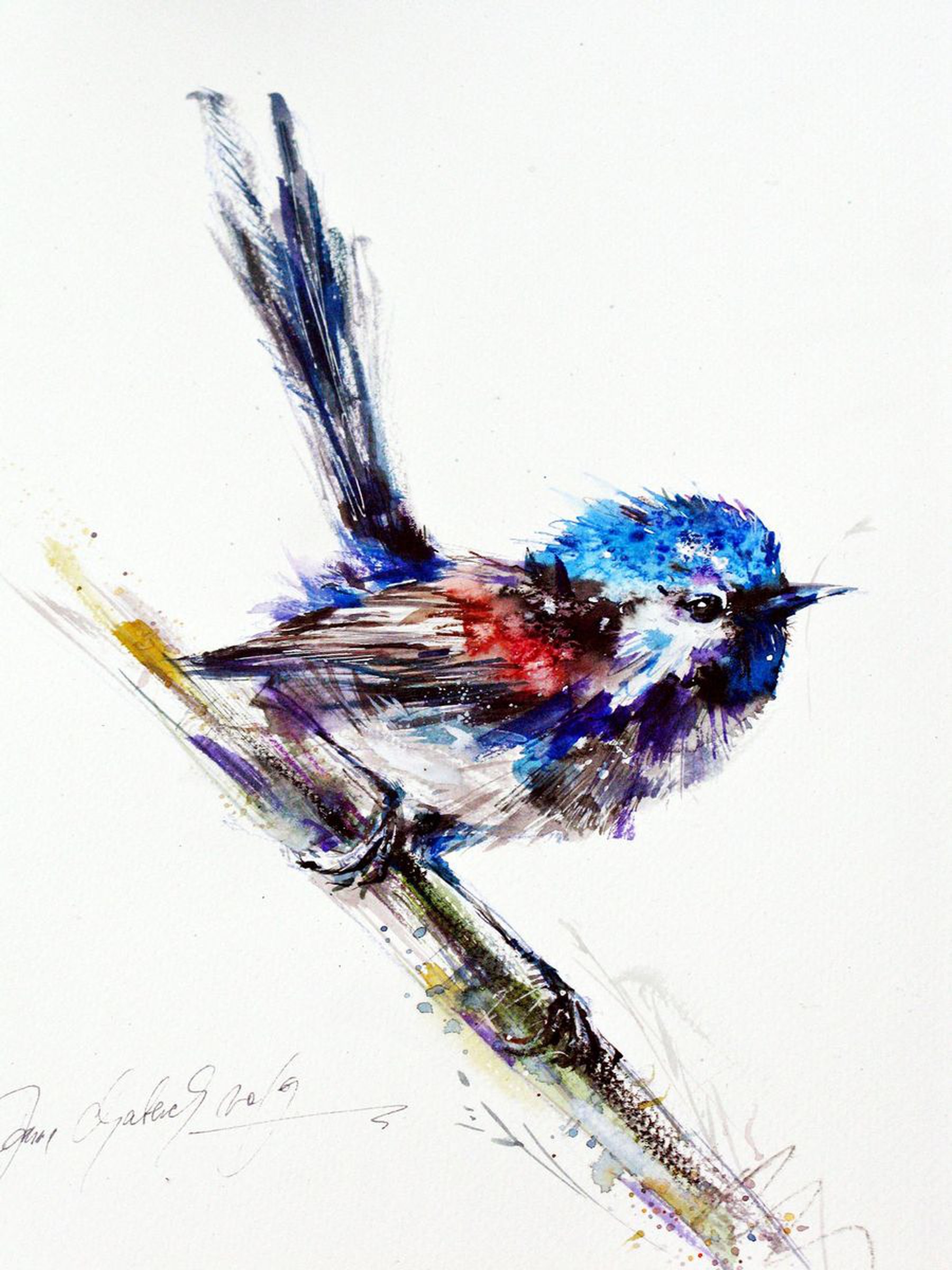 Blue Wren A3 2019 Watercolour By Anna Maria Artfinder