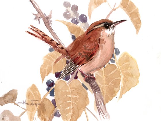 Carolina Wren