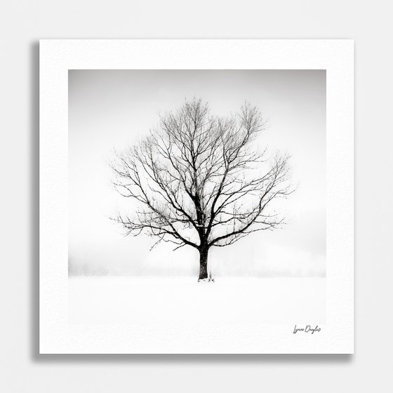 Solitude in White