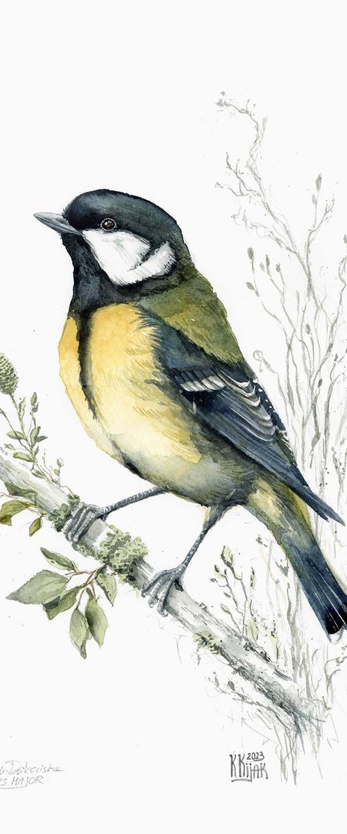 Spring Great chickadee by Karolina Kijak