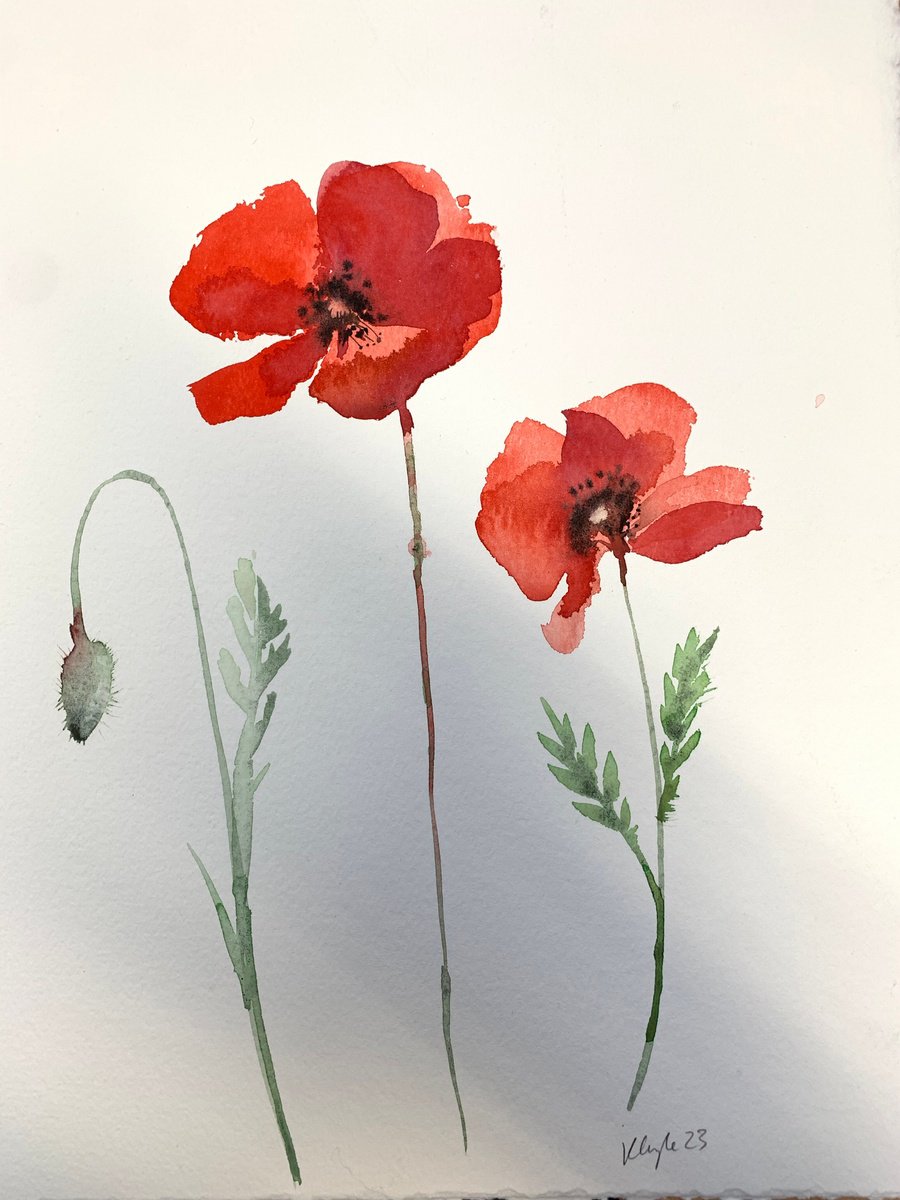 Watercolour Poppies by Kathryn Coyle