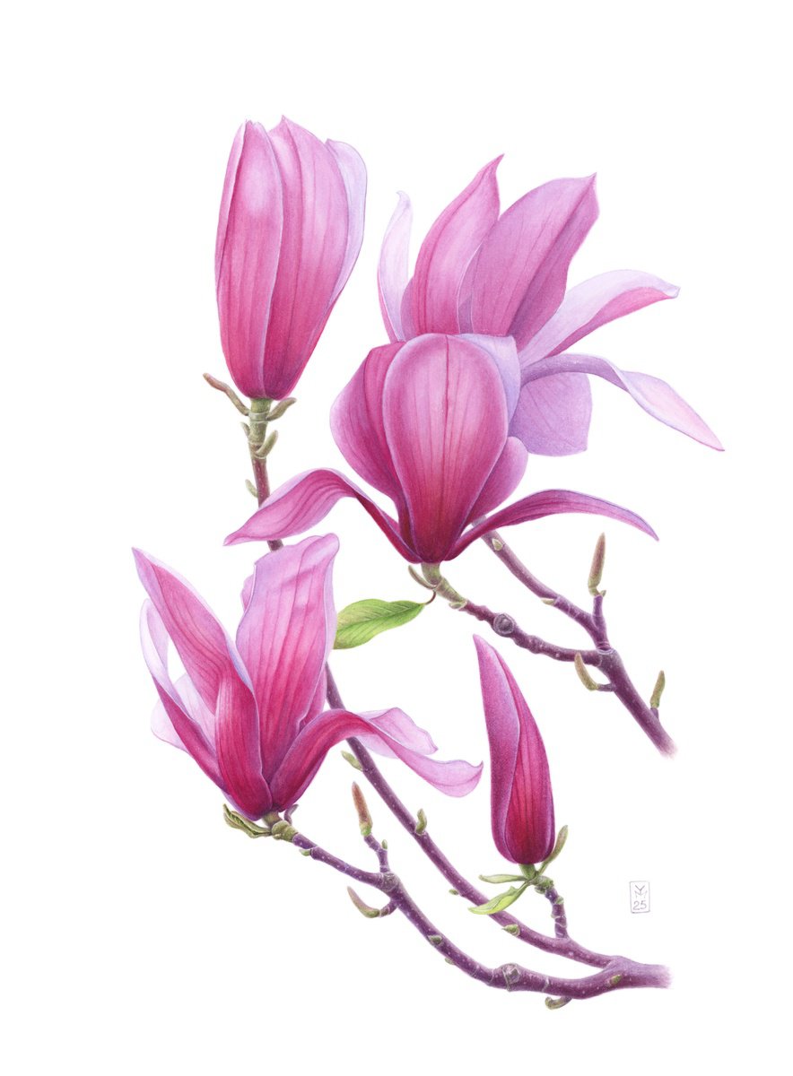 Photorealistic Botanical Watercolour By Yuliia Moiseieva, 11 X 15", Magnolia Whisper, Original Artwork