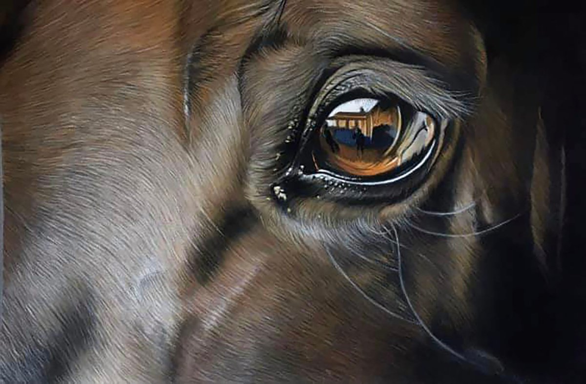 Horse Eye by Clare Parkes