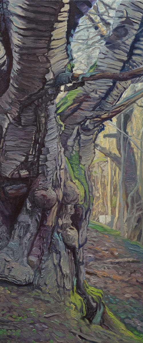 Wild Trees III - Bystrzyckie Mountains III by Wojciech Pater