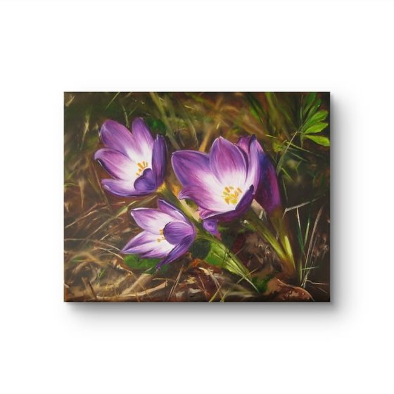 Purple Crocus Flowers
