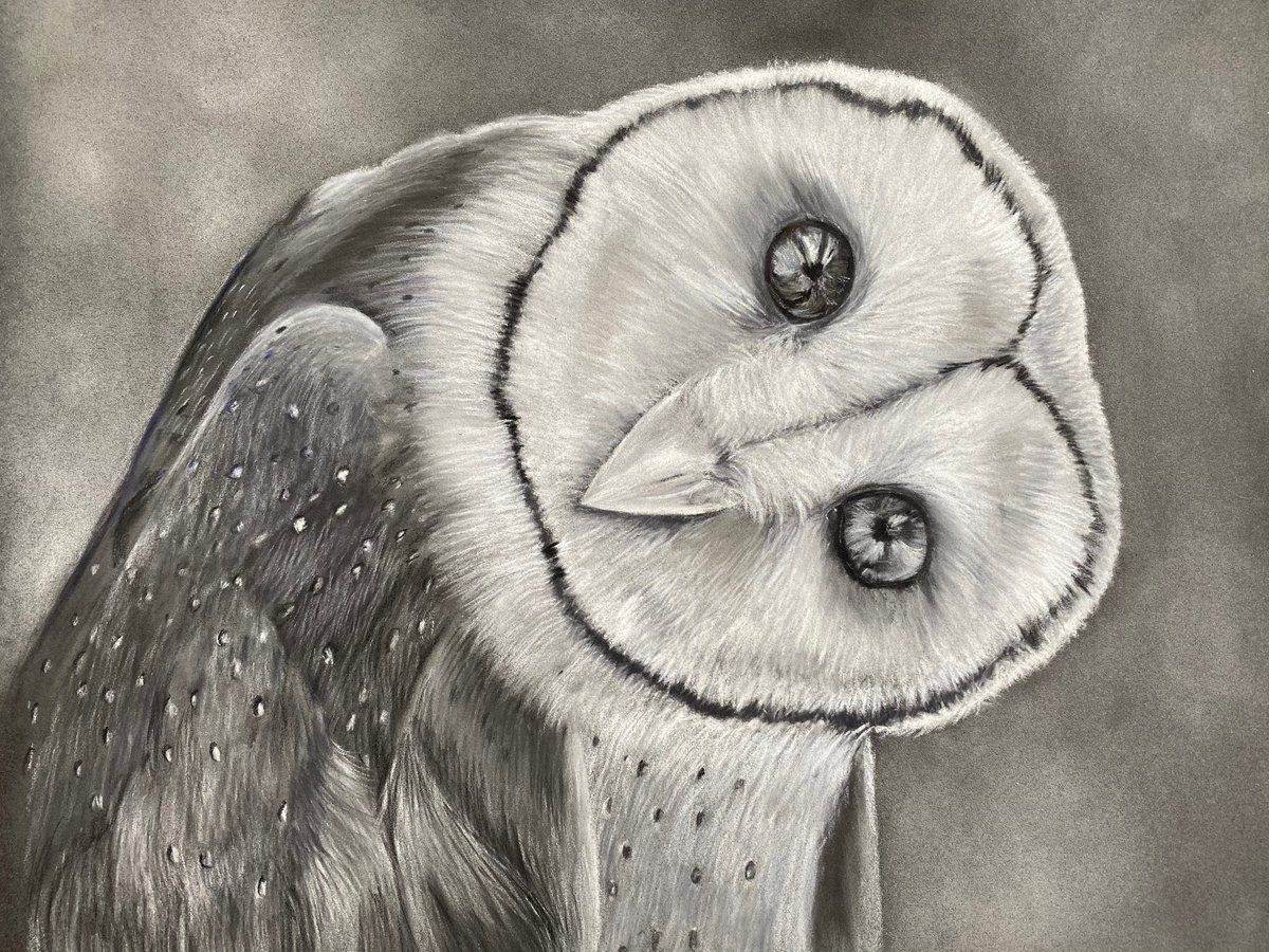 Barn owl by Maxine Taylor