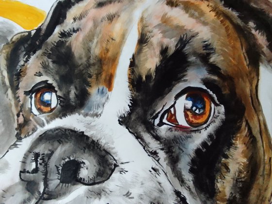 Boxer dog