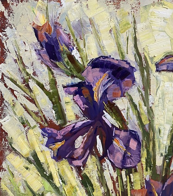 Sunny Irises