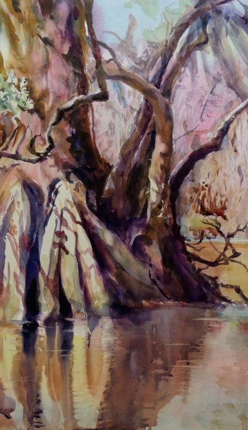 Cypress in the Wakulla by Yoshiko Murdick