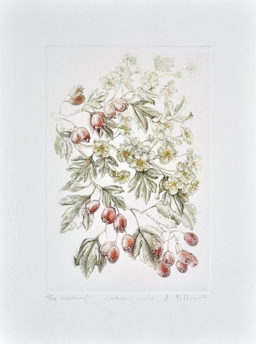 Crataegus (hawthorn, thornapple, May-tree, whitethorn, hawberry) by Adam P?torak