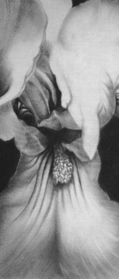 Flower by Cristina Cañamero