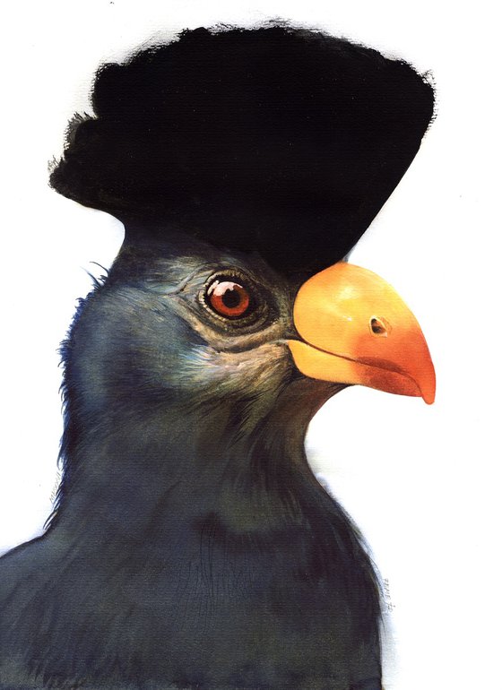 BIRD CCXXVIII - Great Blue Turaco