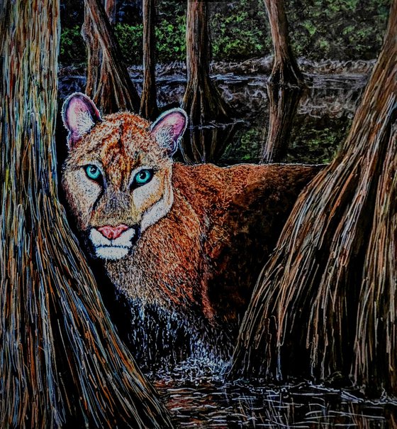 Florida Panther In The Swamp