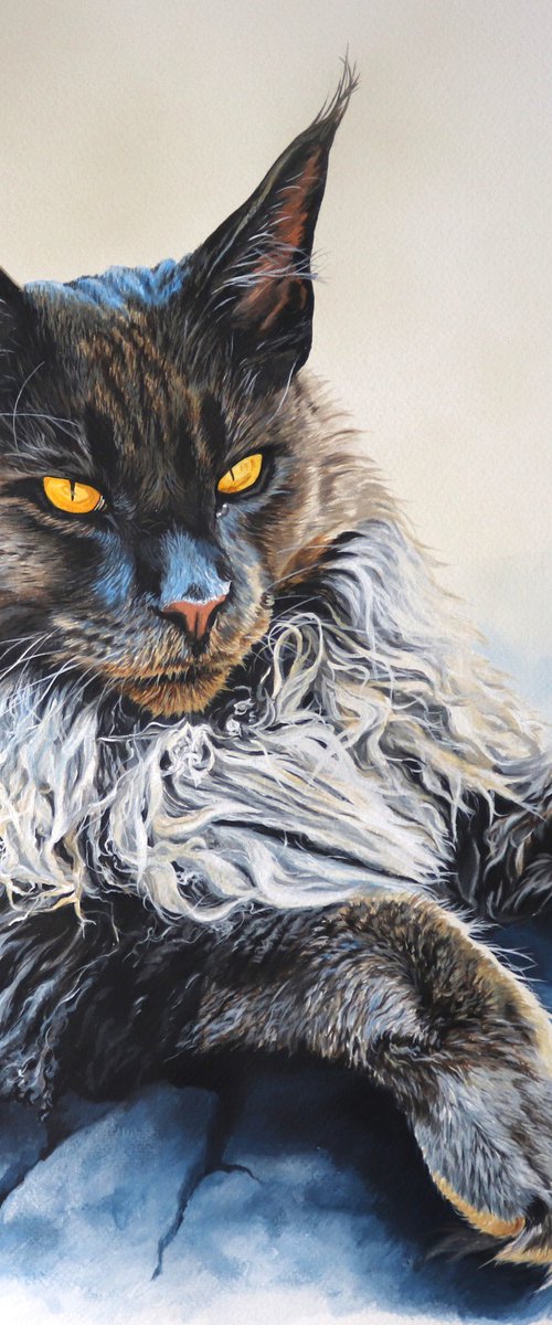 Maine Coon Ruff cat by Julian Wheat