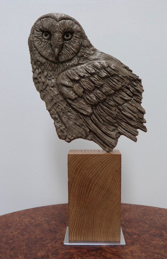 Barn Owl (fragment)