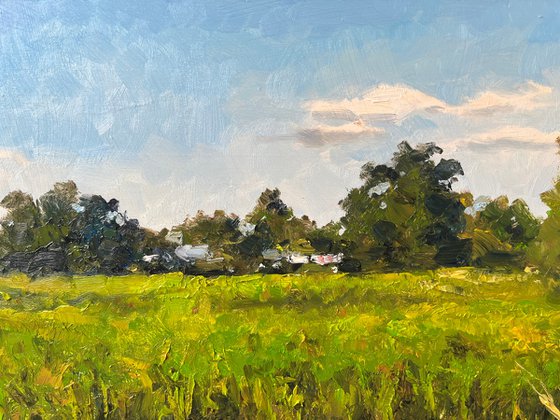 The Rice Fields